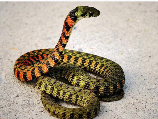 娱乐吃瓜酱大胖蛇,揭秘娱乐圈背后的秘密与趣闻