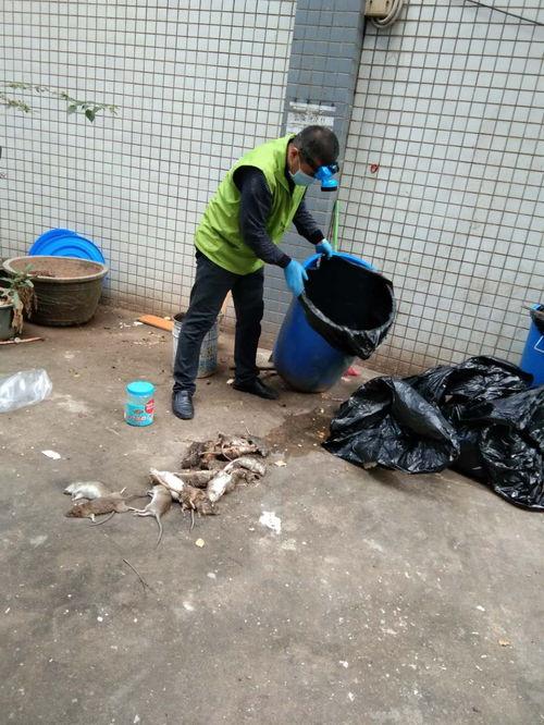 娱乐吃瓜酱灭鼠,揭秘灭鼠背后的趣味故事