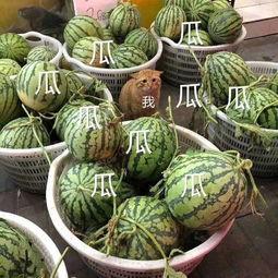 吃瓜娱乐类,揭秘明星幕后故事与八卦趣闻