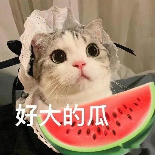 娱乐吃瓜酱小猫民宿,浪漫野奢，夏日避暑胜地”